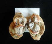 cc129barringtontriplet