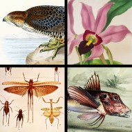 BIRDS, BUGS & BOTANY 2013