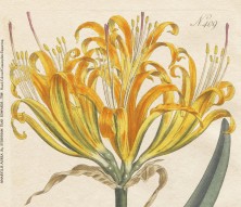 THE ARTFUL MIND, March 2013: BIRDS, BUGS, & BOTANY