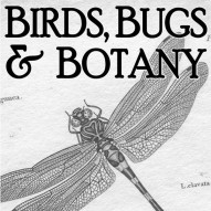 Tanglewood August 2013: BIRDS, BUGS, & BOTANY